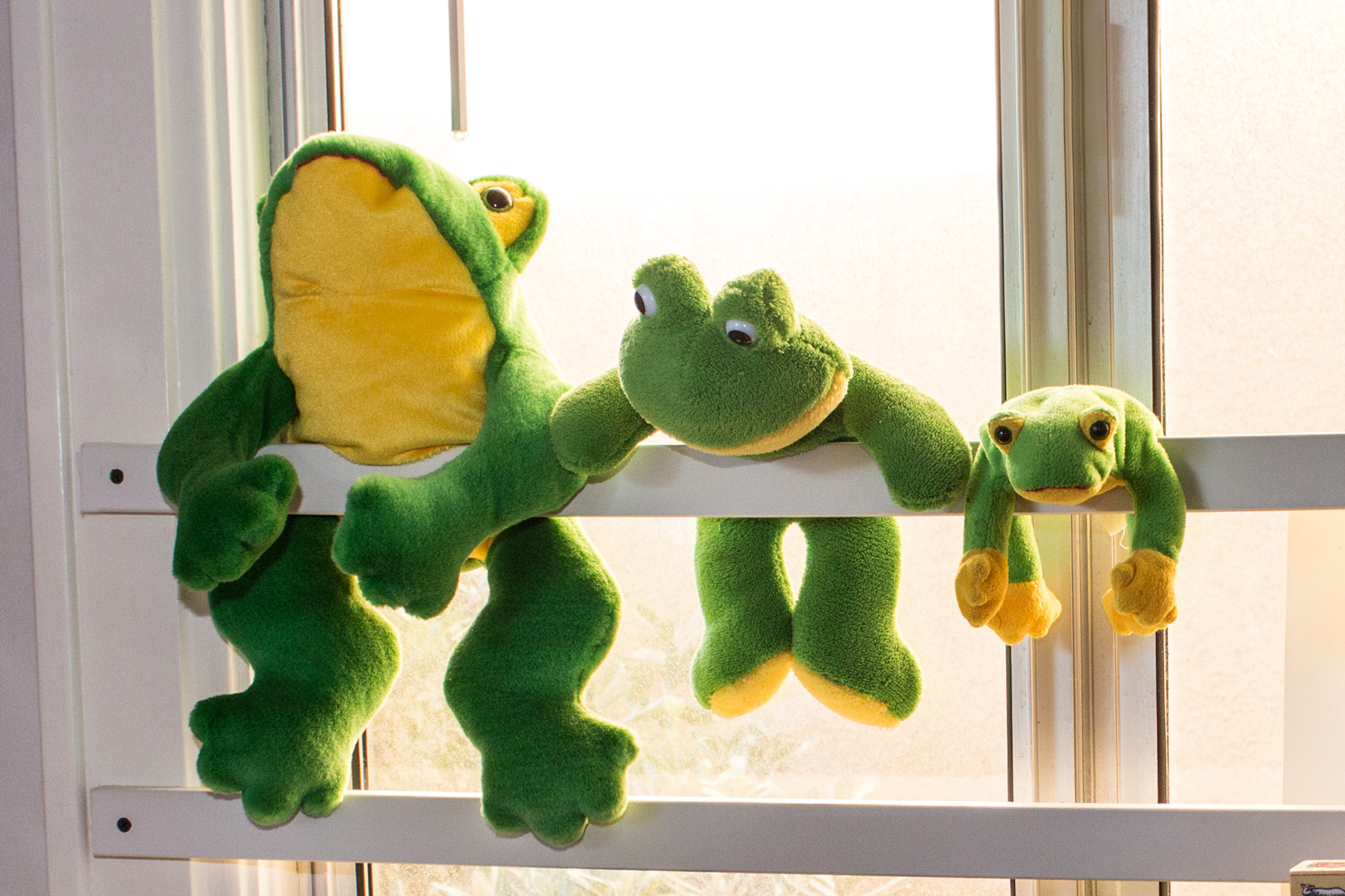Frog friends — inside the Shining Stars classroom.